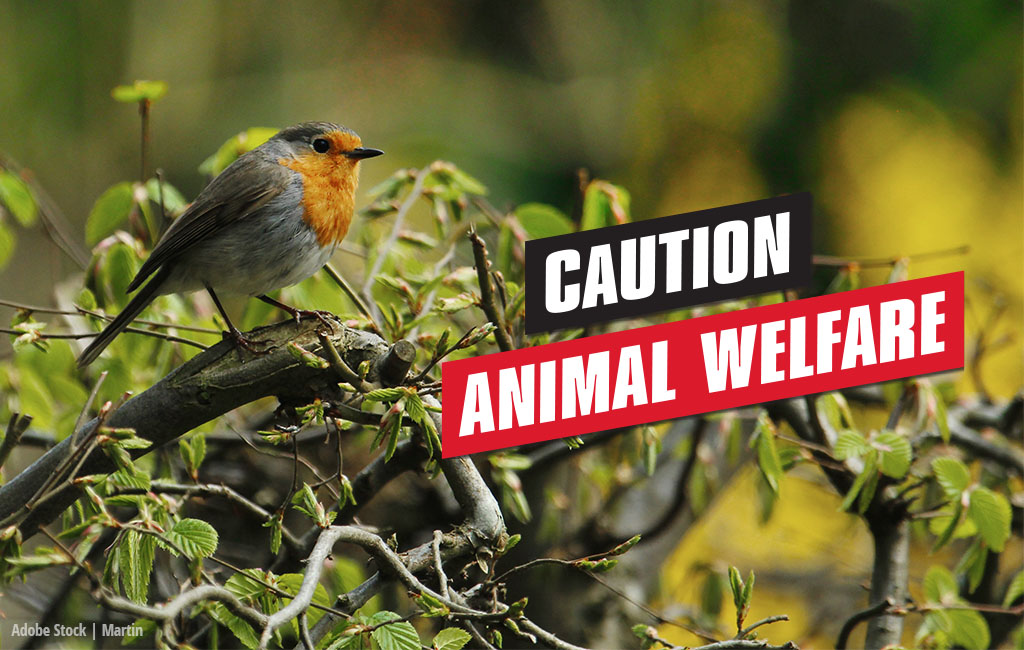 a brid is sitting on a branch; text: caution - animal welfare