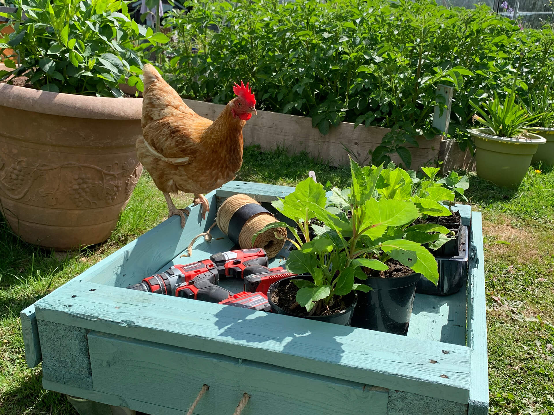 A chicken on top of the trug on wheels.