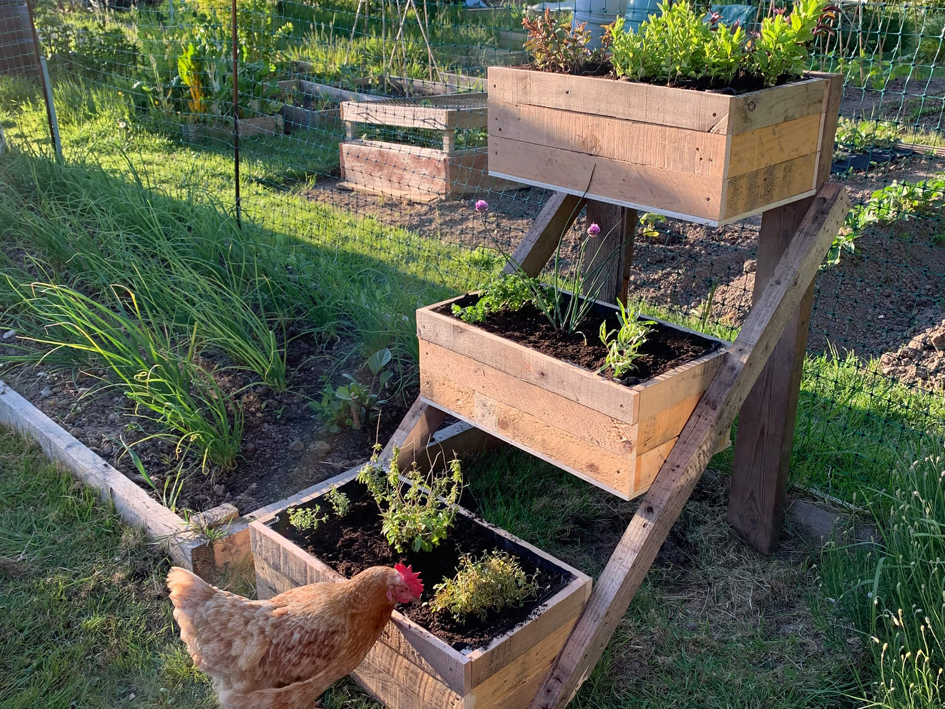 End result of a herb planter. 