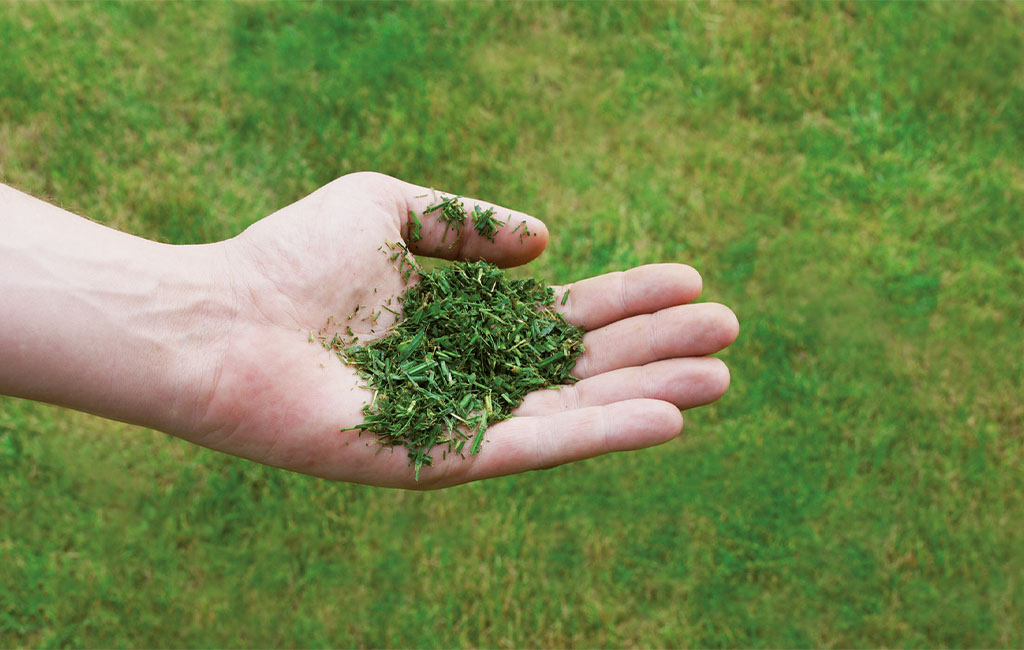 In one hand lies cut, shredded grass that is perfect for mulching.